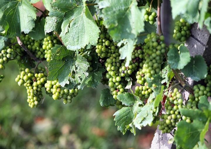 Julius Renner Weingut & Weinkellerei